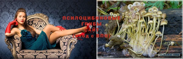 шишки Верея